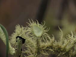 Usnea scabrida Taylor的圖片