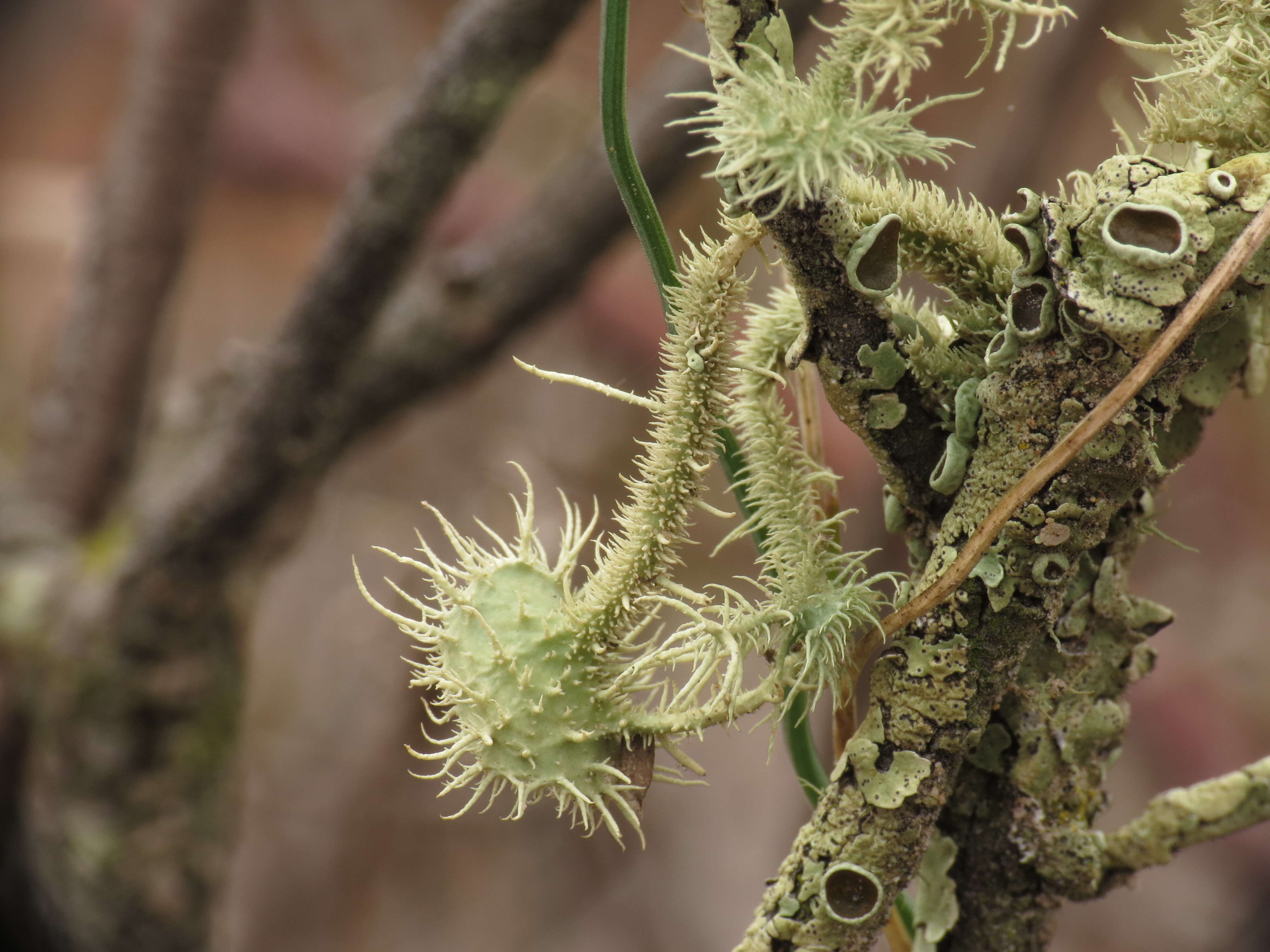 Usnea scabrida Taylor的圖片