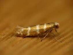 Imagem de Argyresthia trifasciata Staudinger 1871