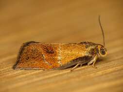 Image of leches twist moth