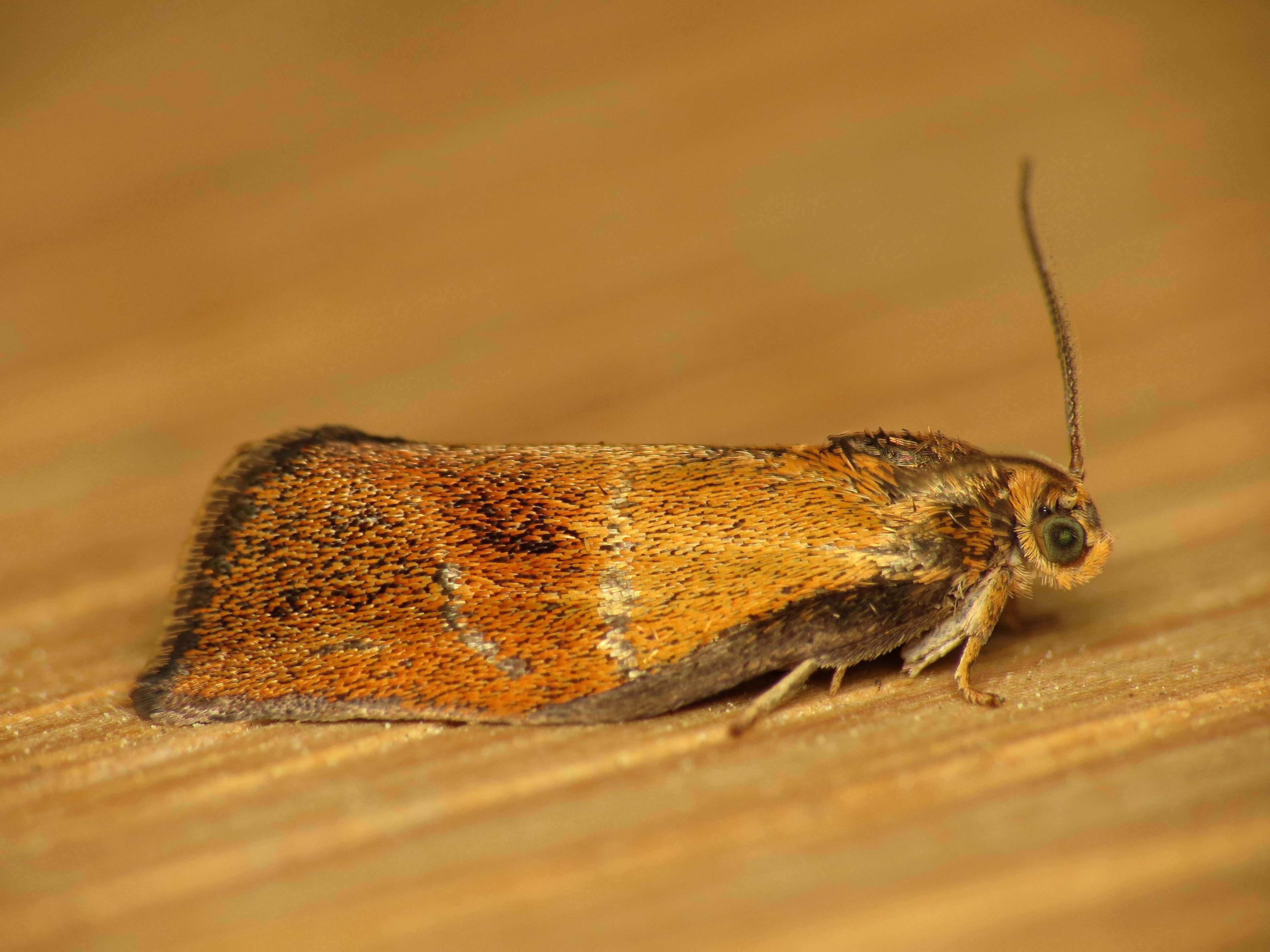 Image of leches twist moth