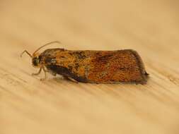 Image of leches twist moth