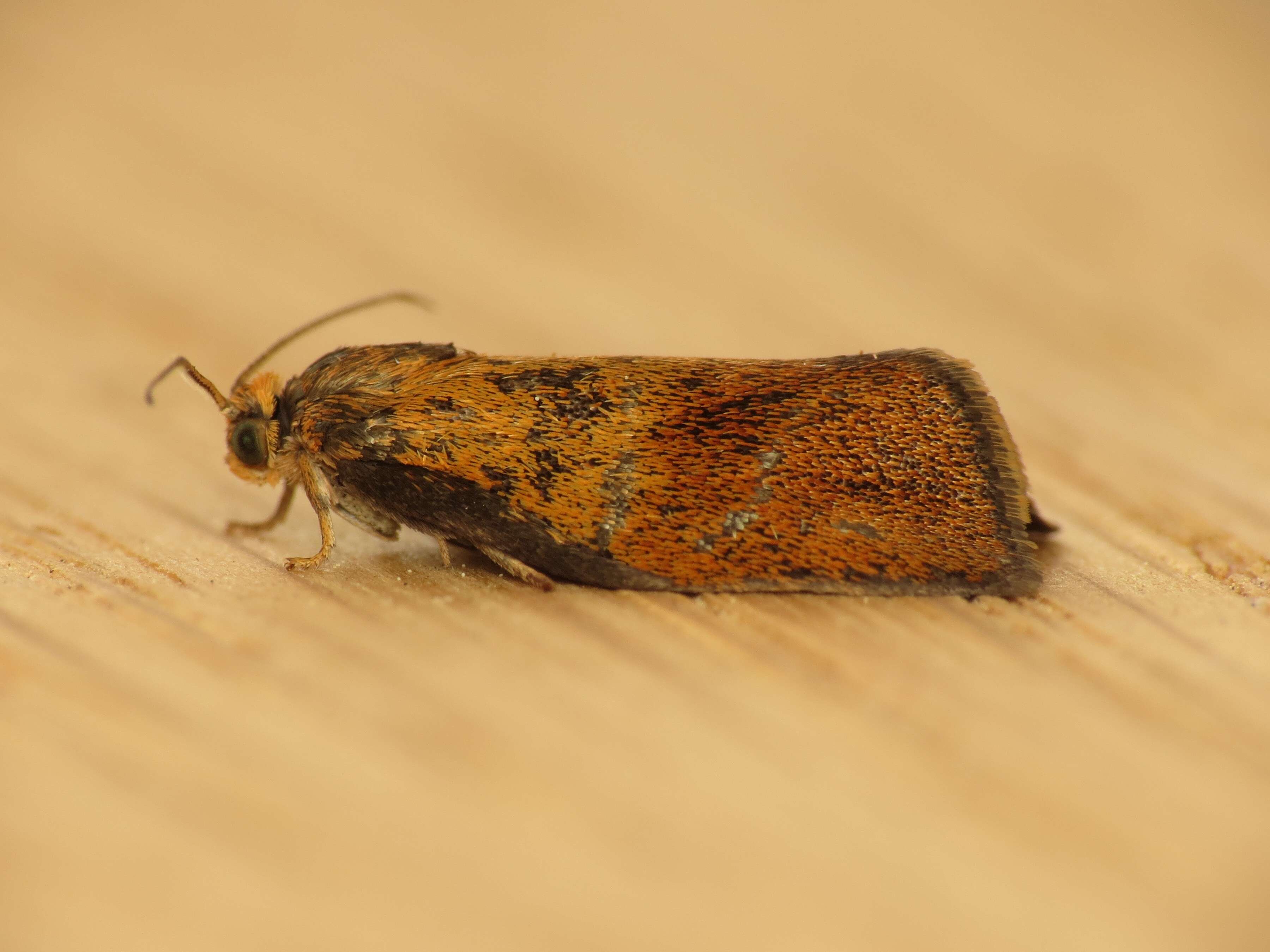 Image of leches twist moth