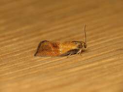 Image of leches twist moth