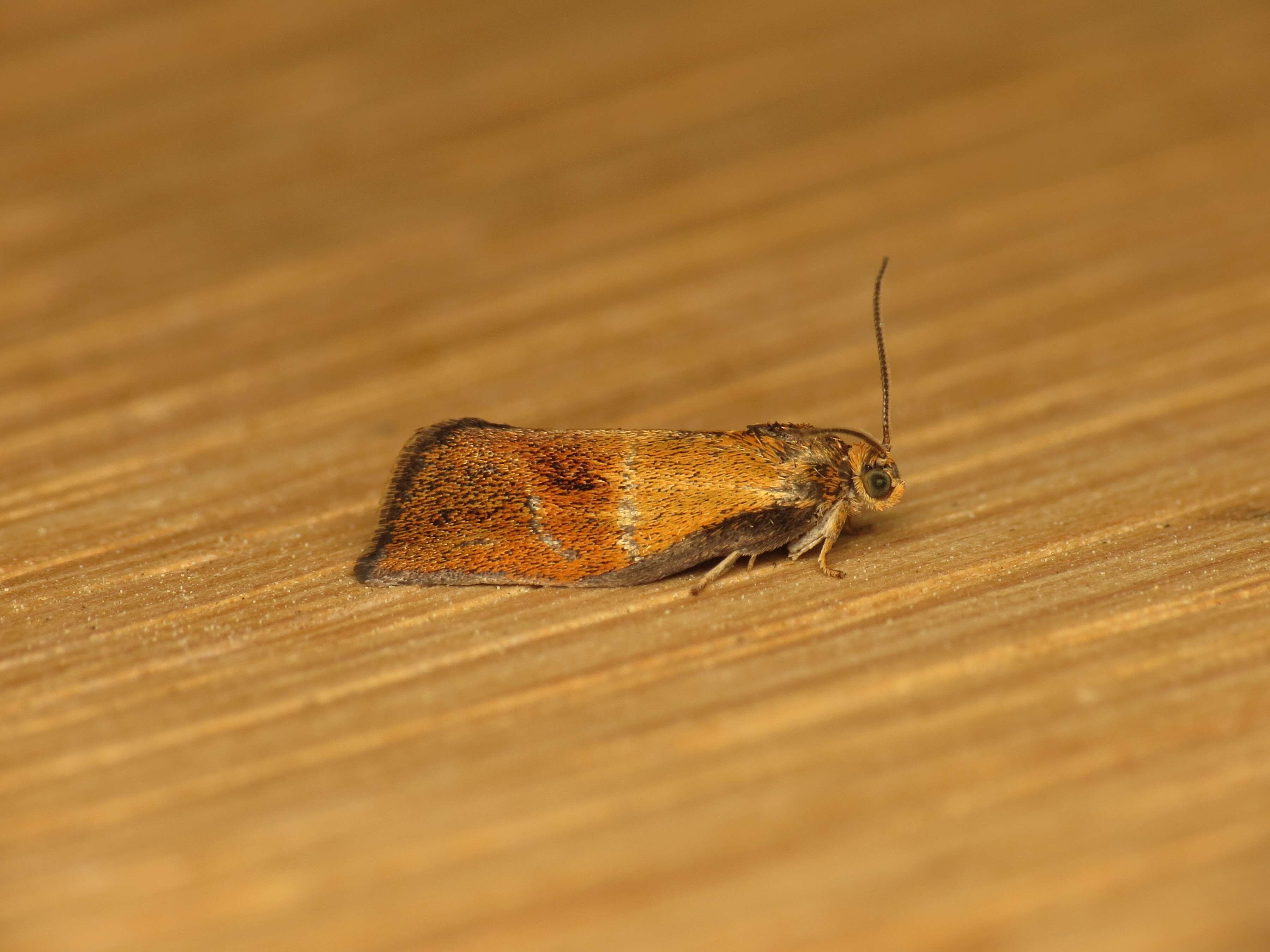 Image of leches twist moth