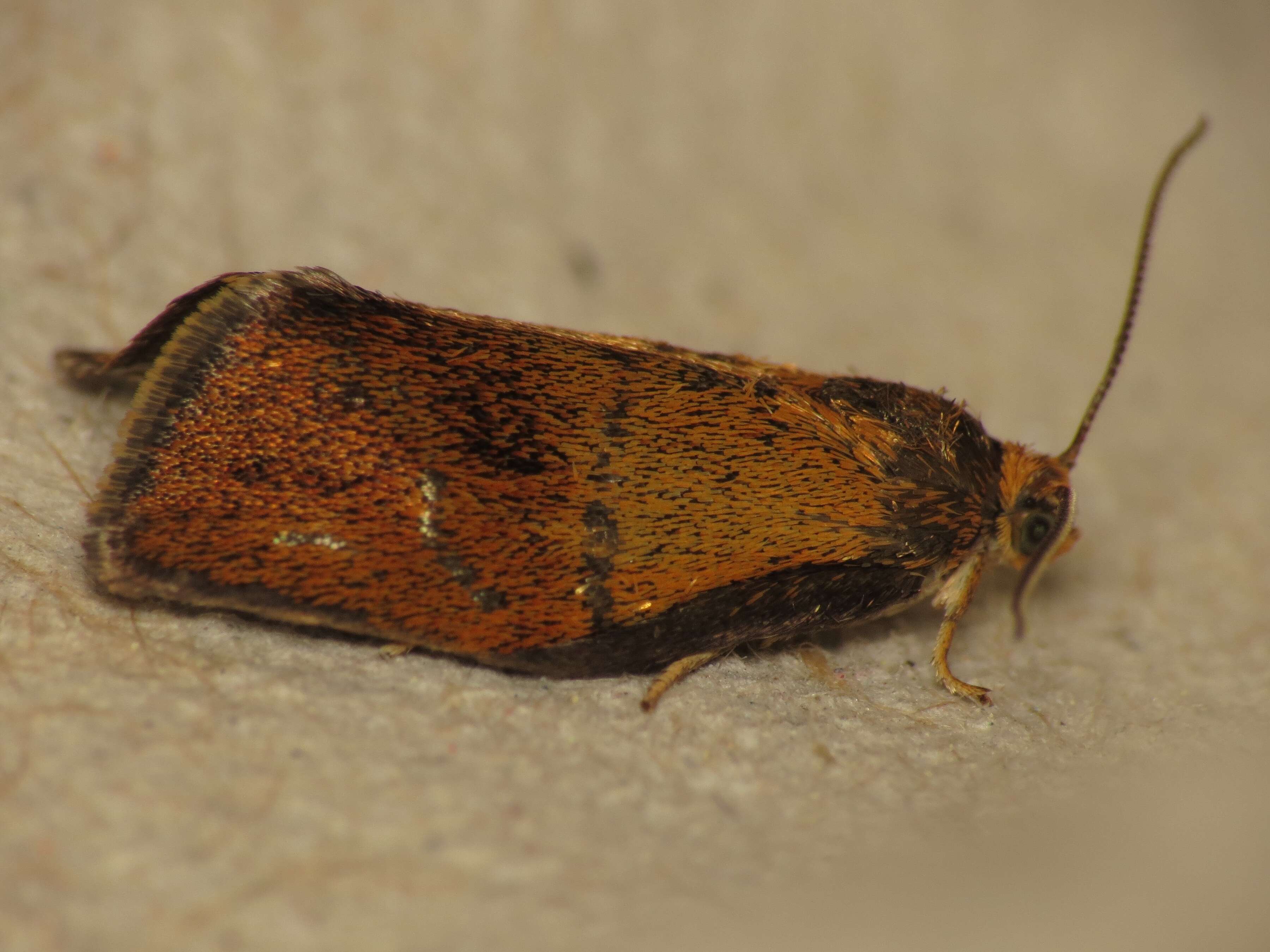 Image of leches twist moth