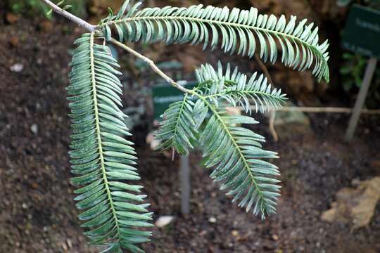 Image of New Caledonia retrophyllum