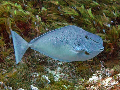 Image of Humpnose Unicornfish