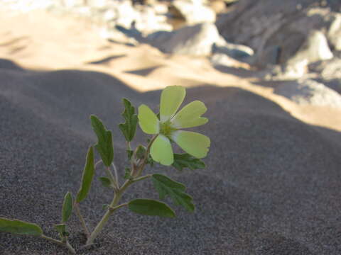 Image of Grielum humifusum Thunb.