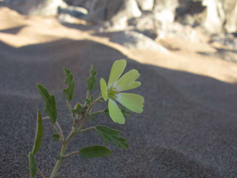 Image of Grielum humifusum Thunb.