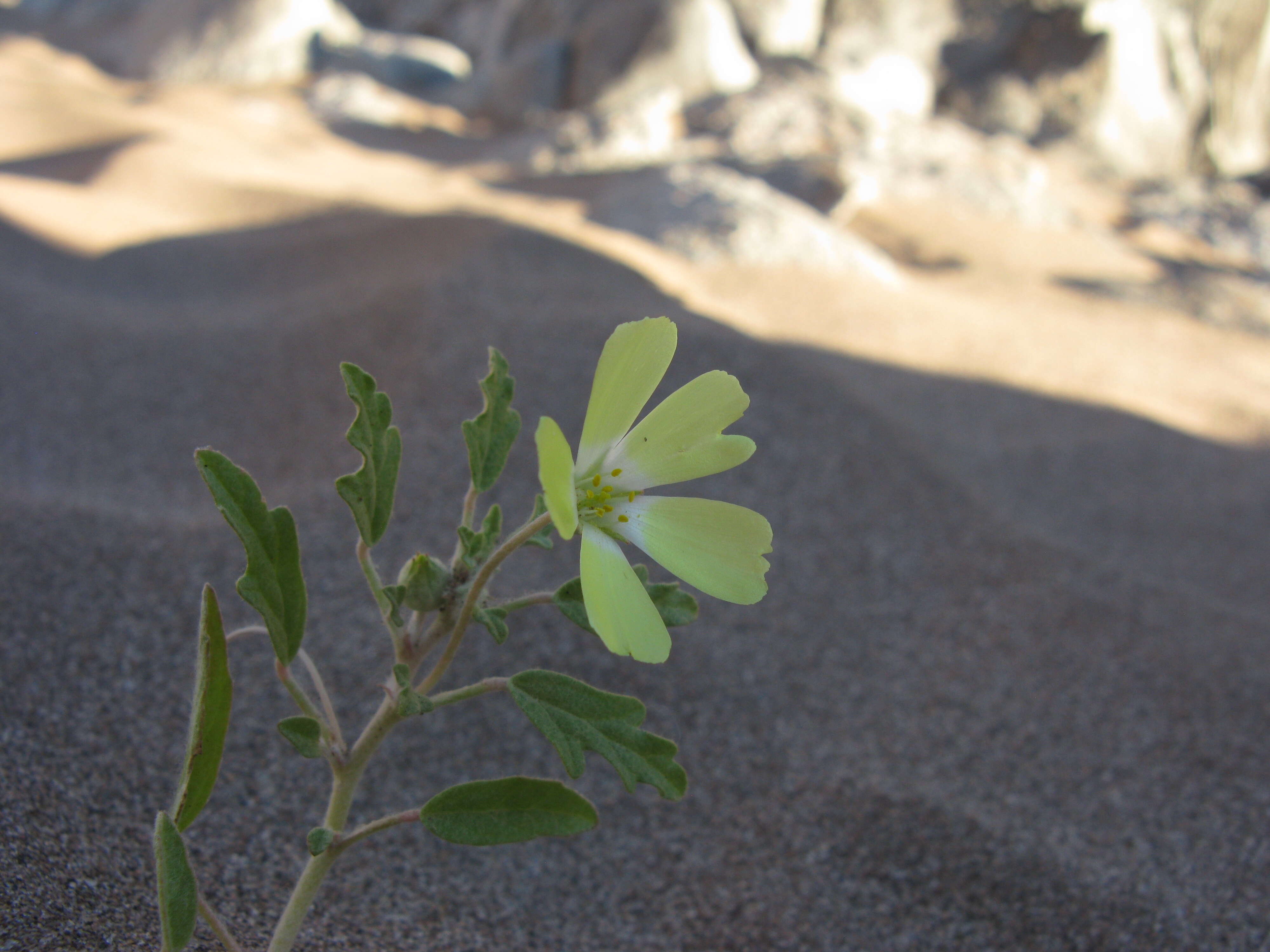 Image of Desert primrose