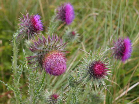 Слика од Carduus nutans L.