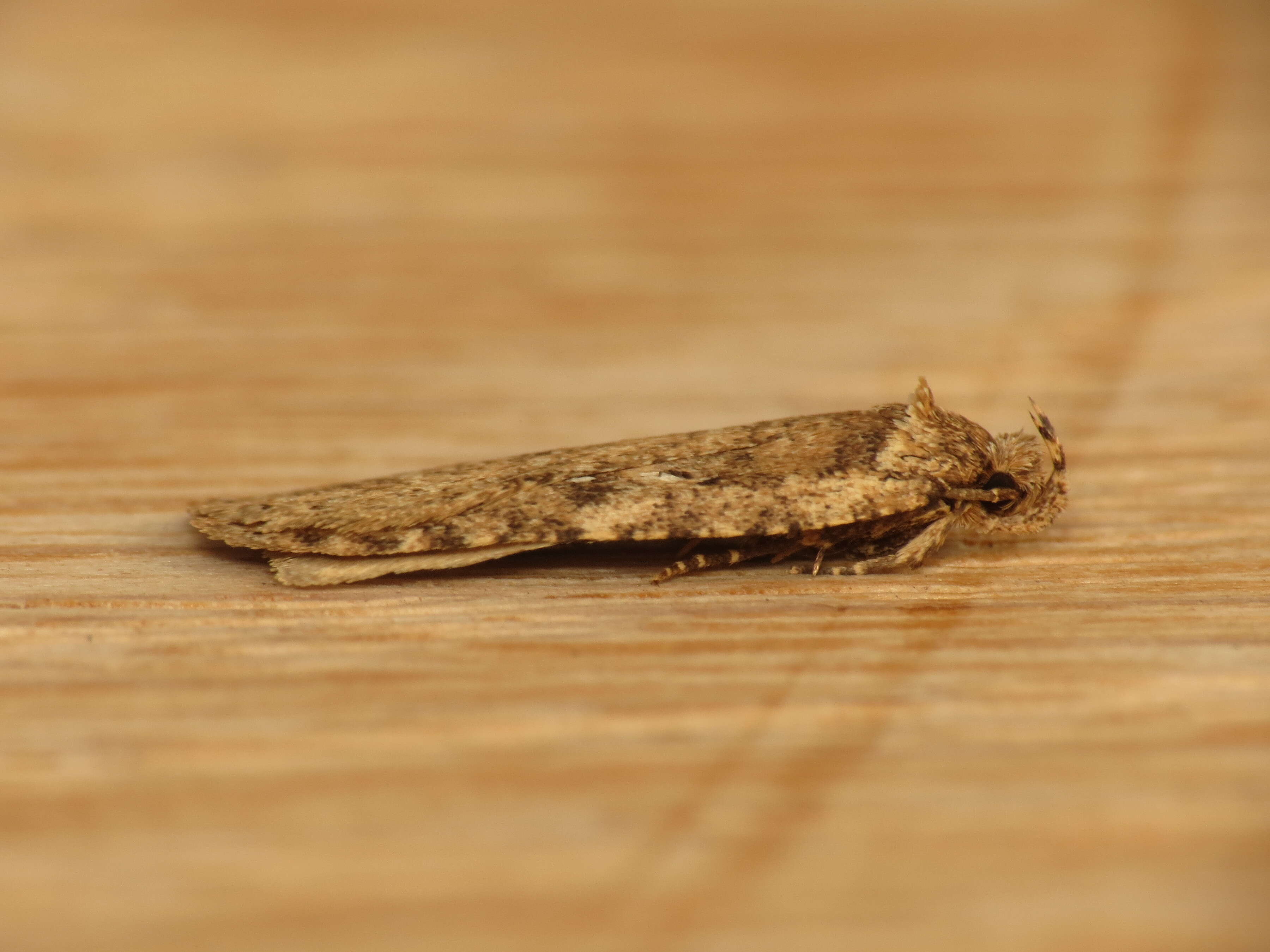 Image of Agonopterix heracliana Linnaeus 1758