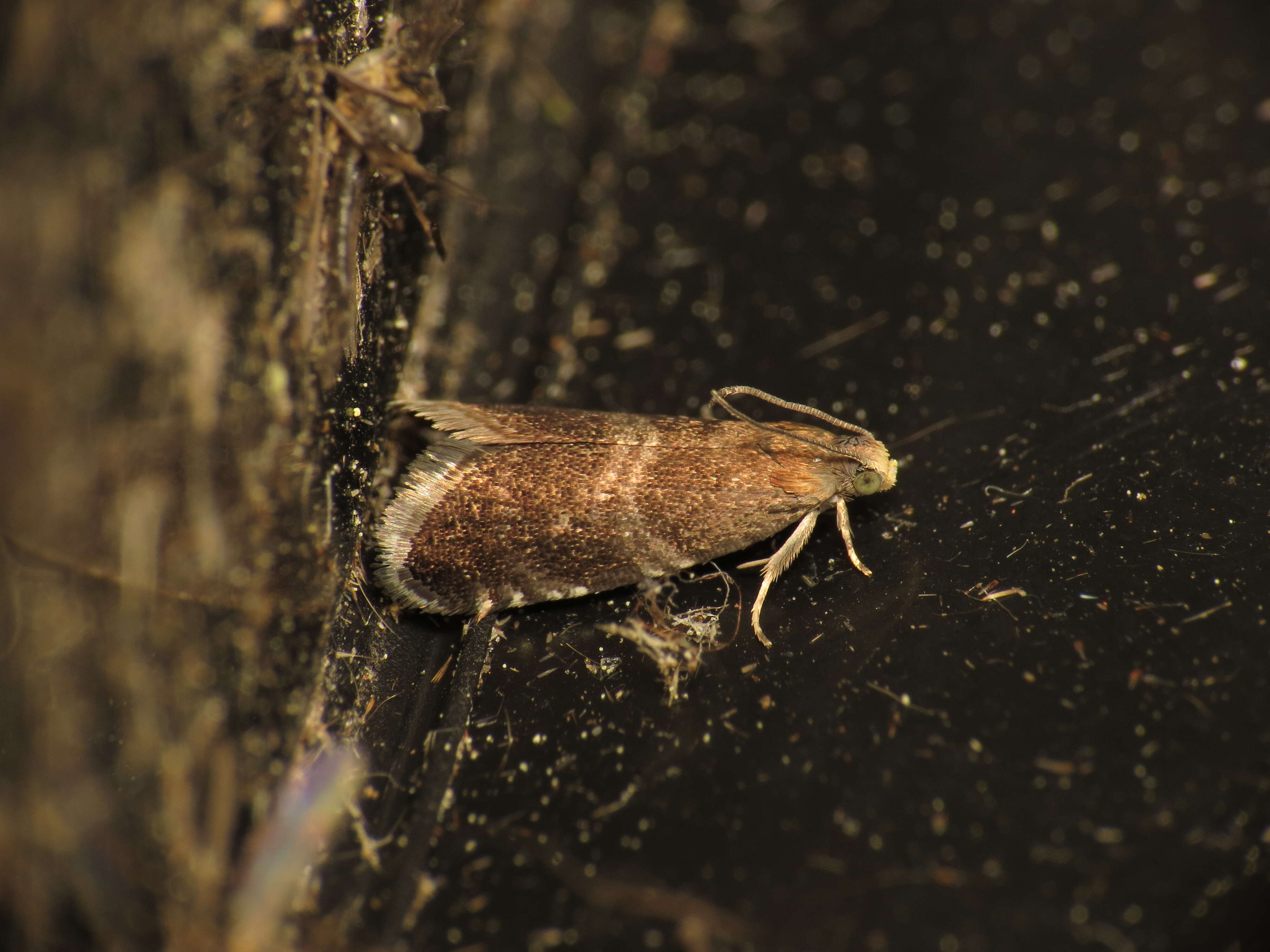 Image of Strophedra weirana Douglas 1850