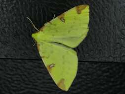 Image of brimstone moth