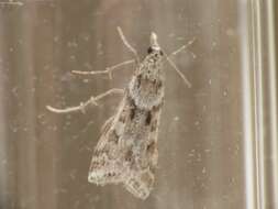 Image of Narrow-winged Grey