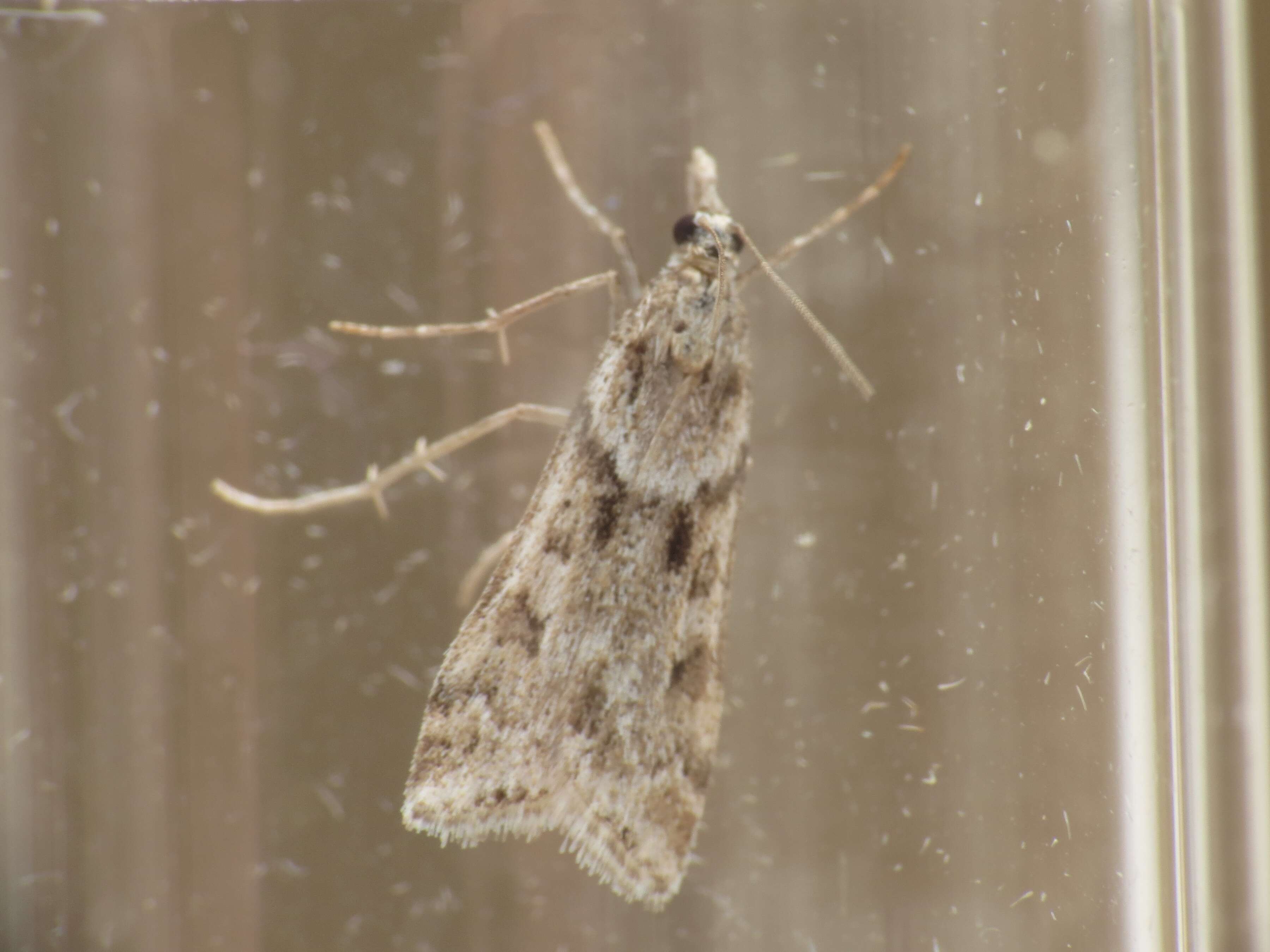 Image of Narrow-winged Grey