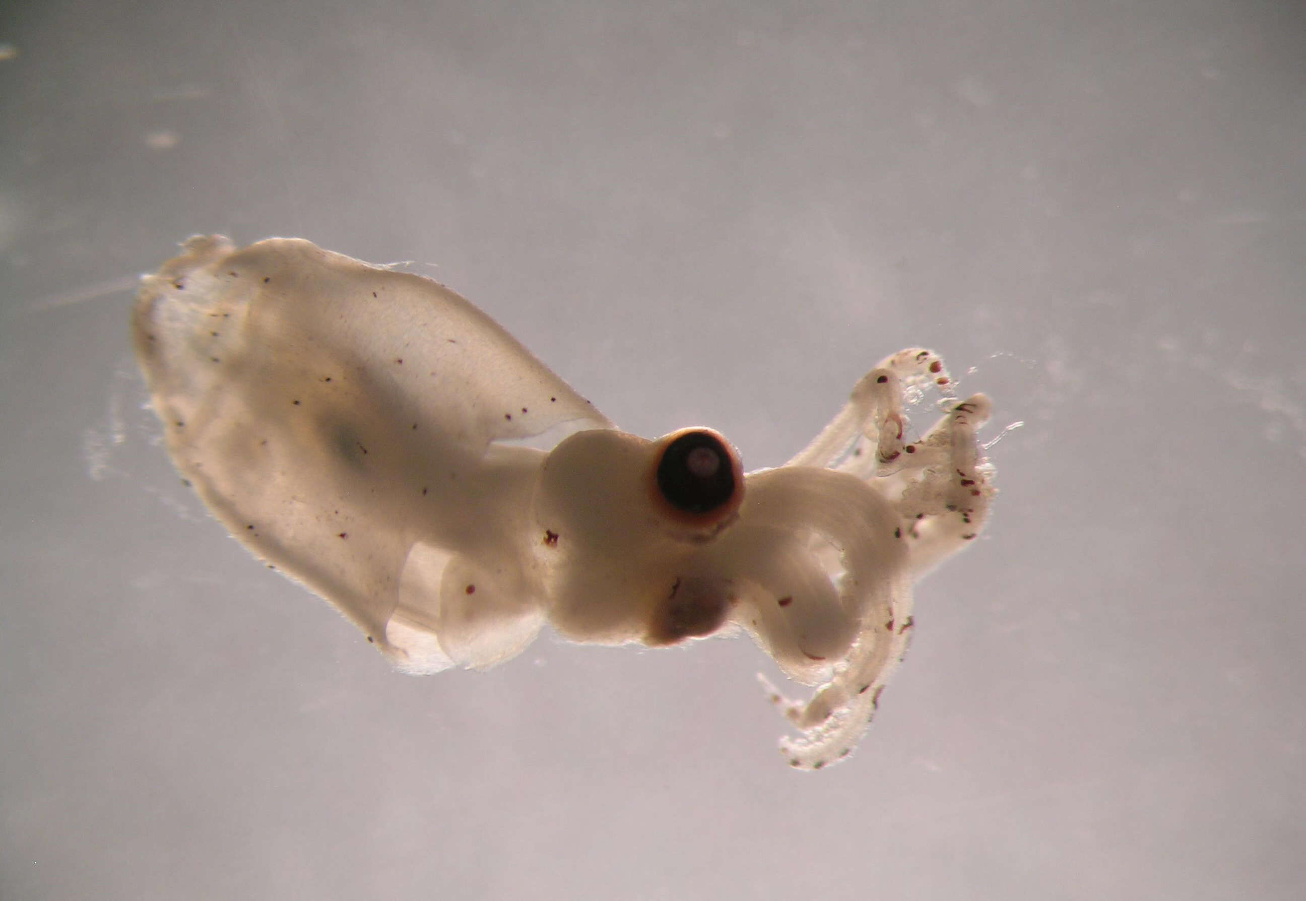 Image of Clawed enope squid