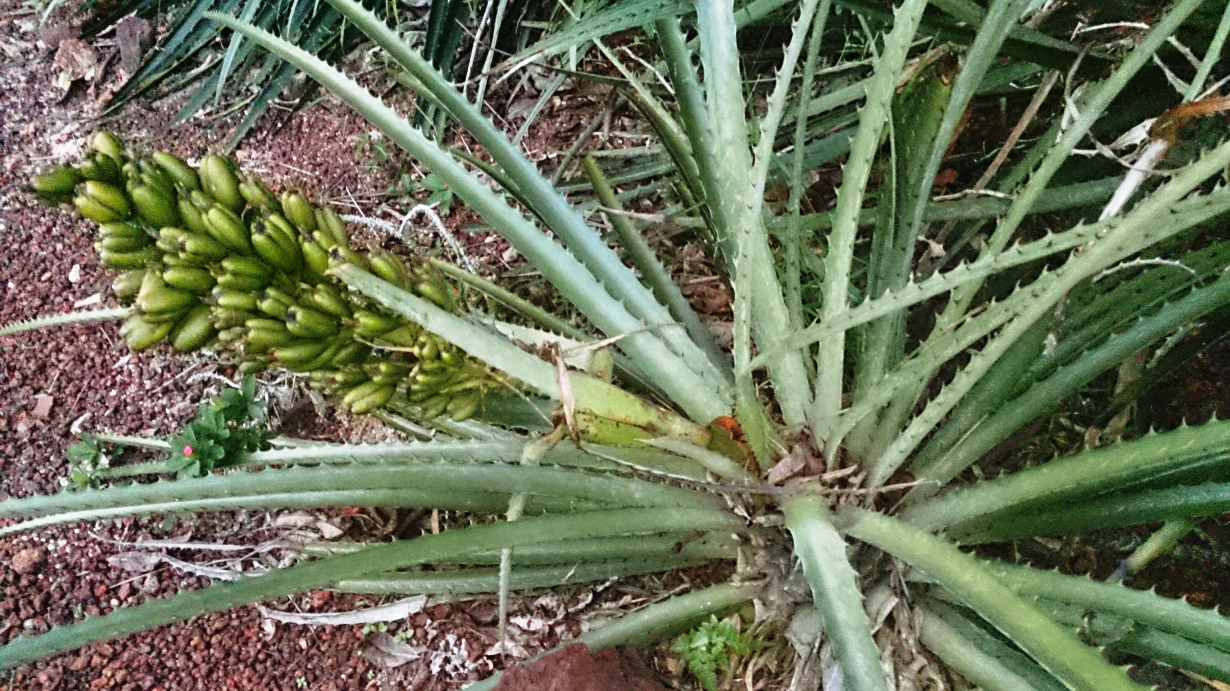 Plancia ëd Bromelia sylvicola S. Moore