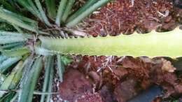 Image of Bromelia sylvicola S. Moore