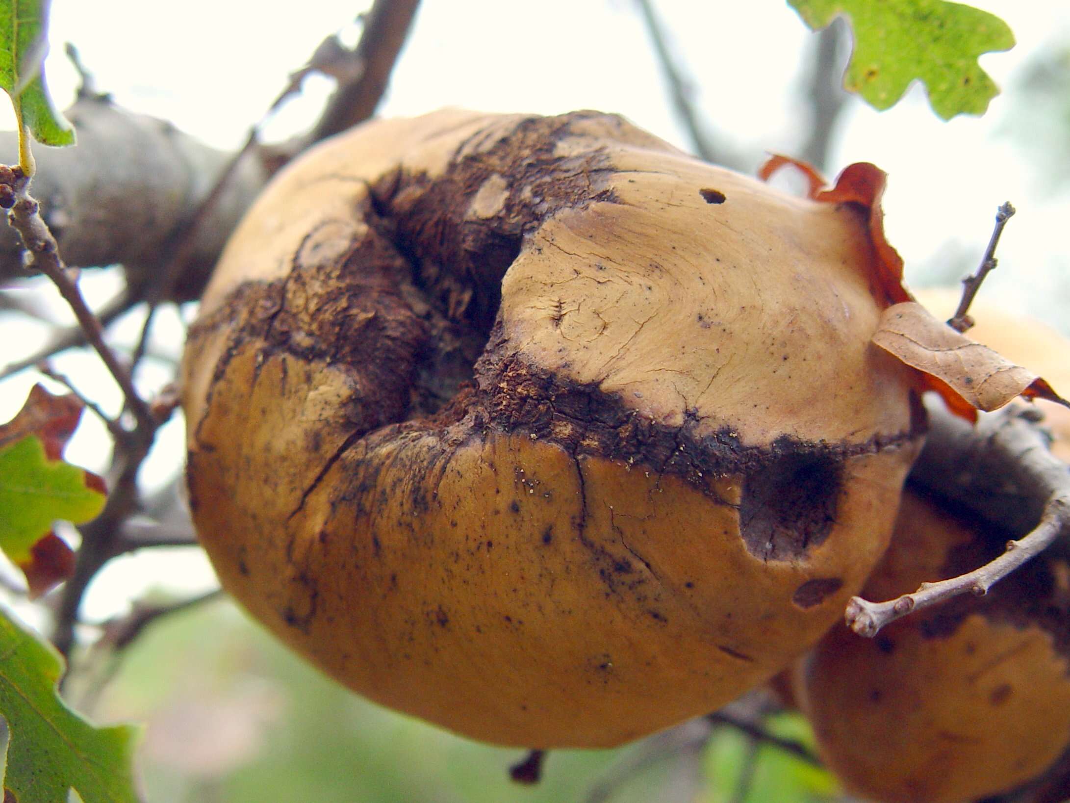 Image of California Gall Wasp