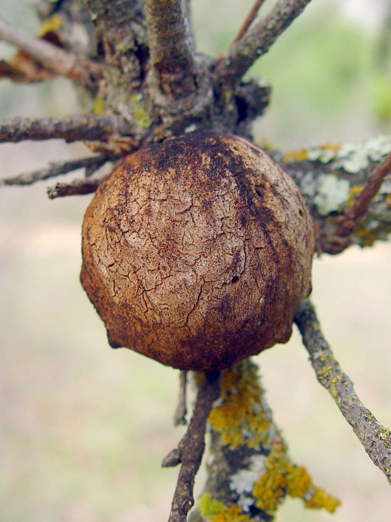 Image of California Gall Wasp