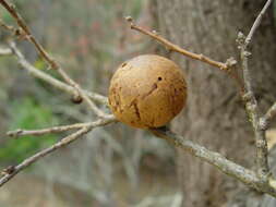 Image of California Gall Wasp