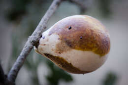 Image of California Gall Wasp