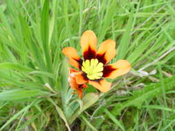 Image of wandflower