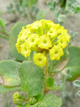 Image of coastal sand verbena