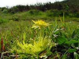 Image of Bear's-foot Sanicle