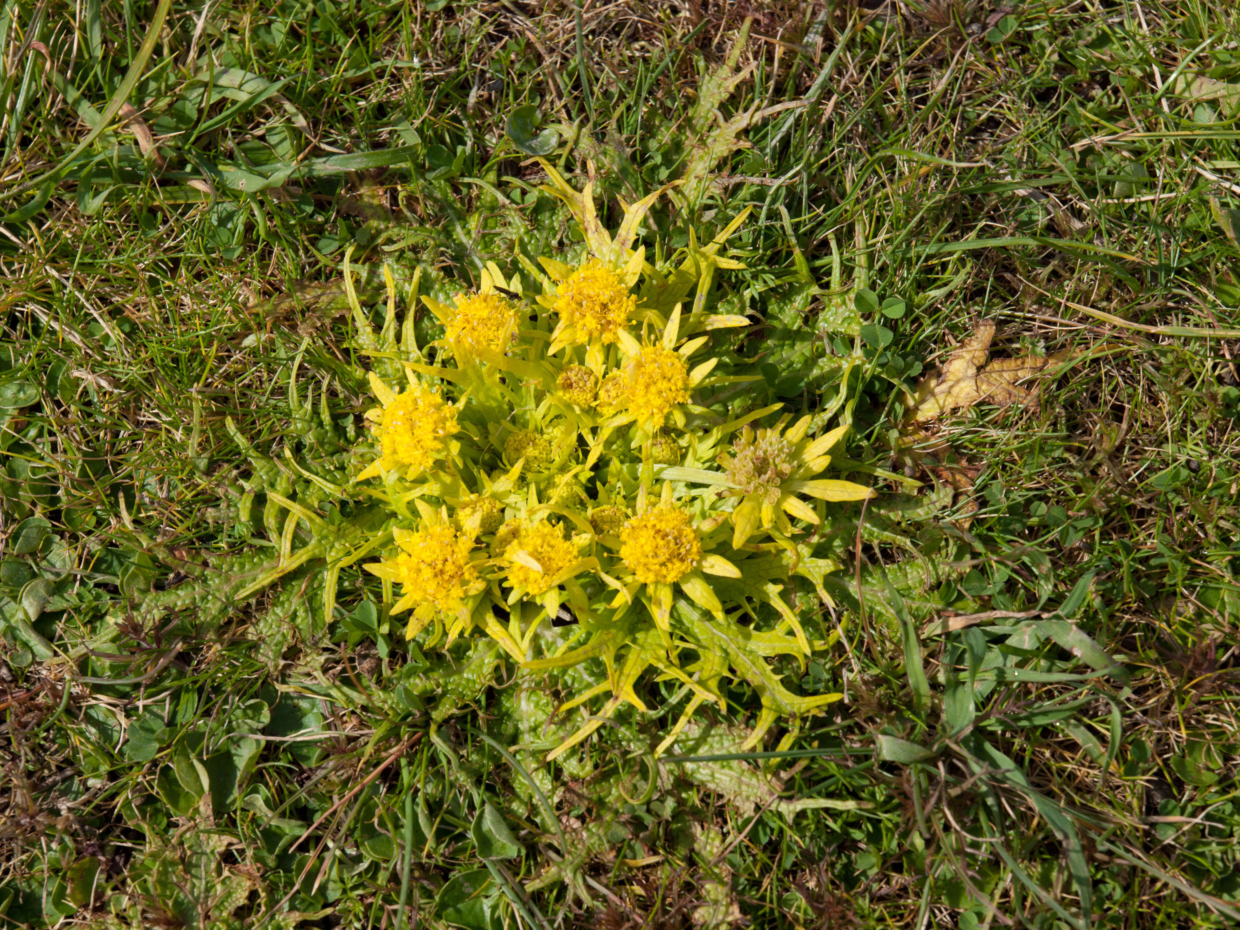 Image of Bear's-foot Sanicle