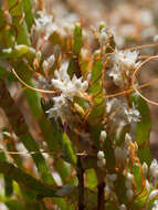 Cuscuta salina Engelm. resmi