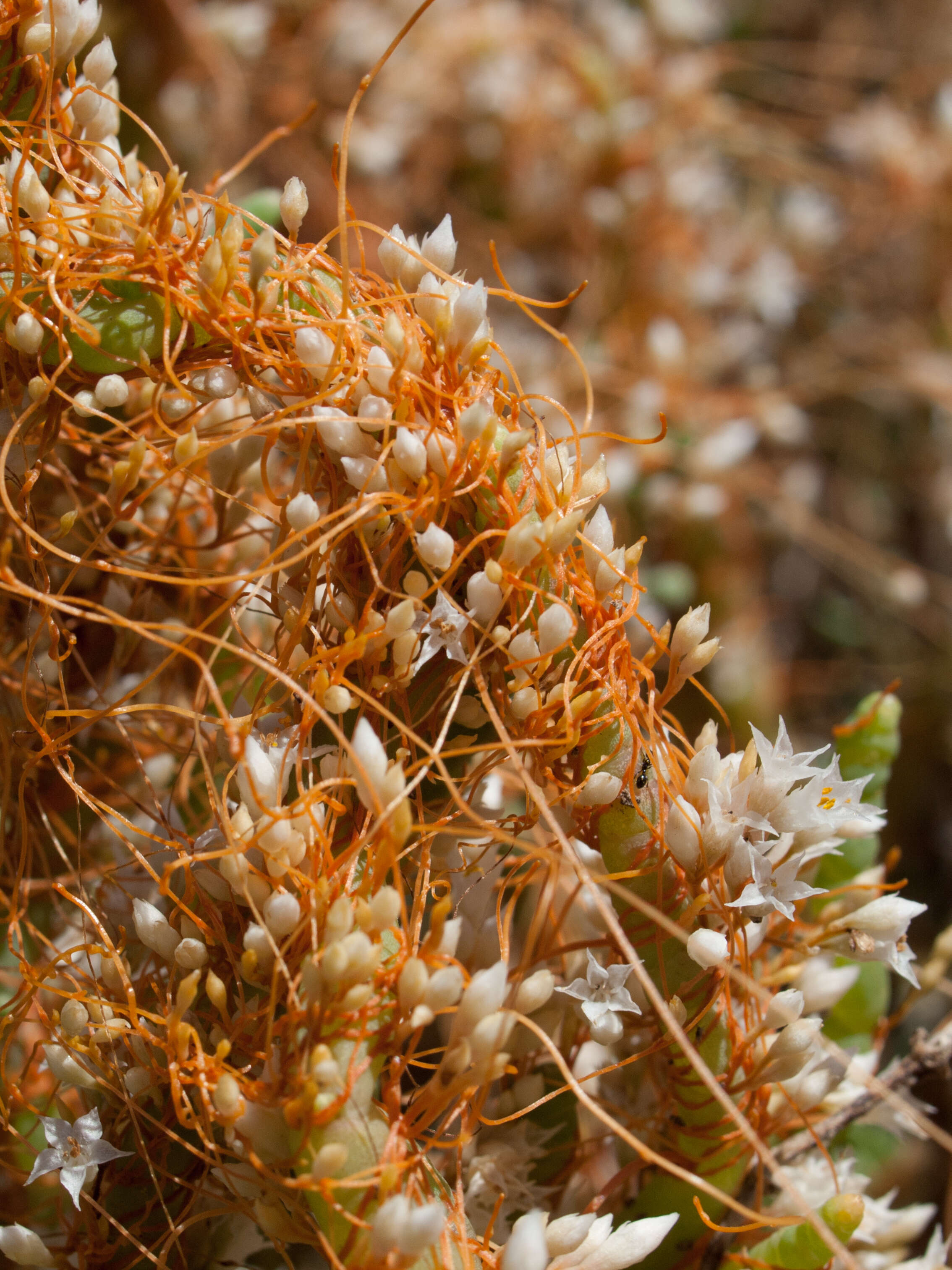 Image of saltmarsh dodder