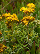 Слика од Eriophyllum staechadifolium Lag.