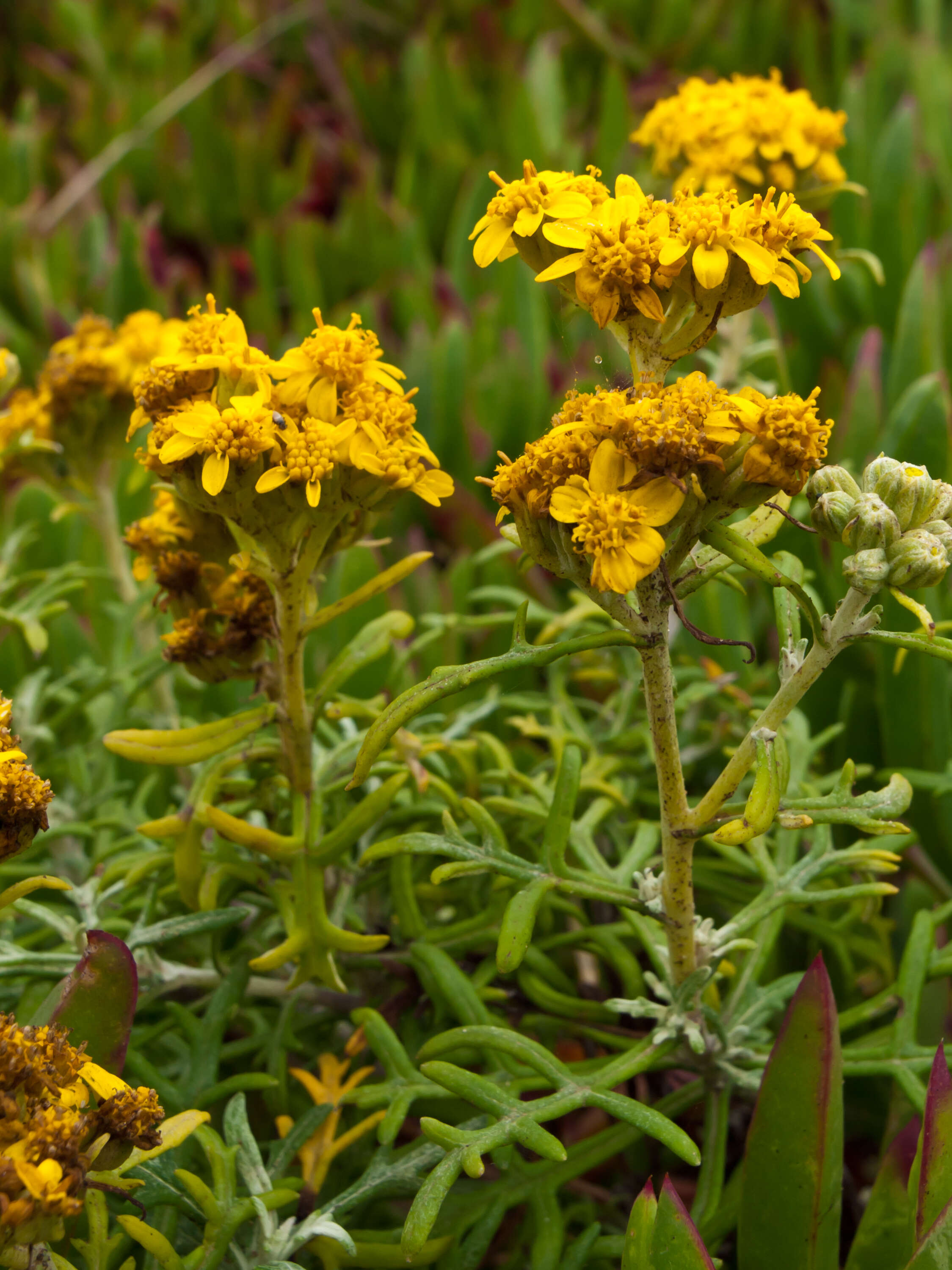 Image of seaside woolly sunflower