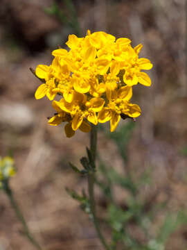 Image of seaside woolly sunflower