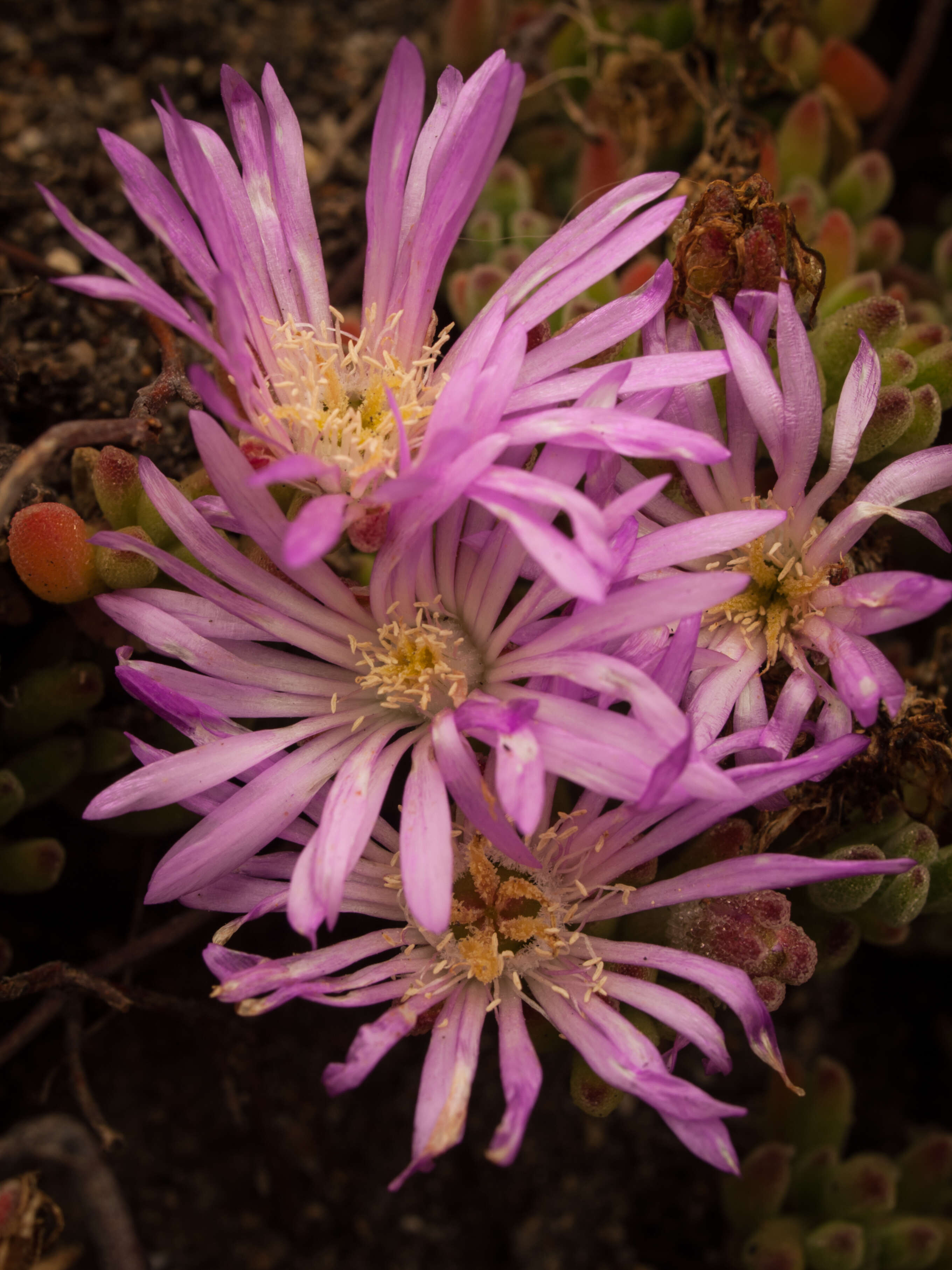 Imagem de Drosanthemum floribundum (Haw.) Schwant.