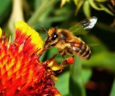 Image of Common perennial gaillardia