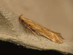 Image of Moth