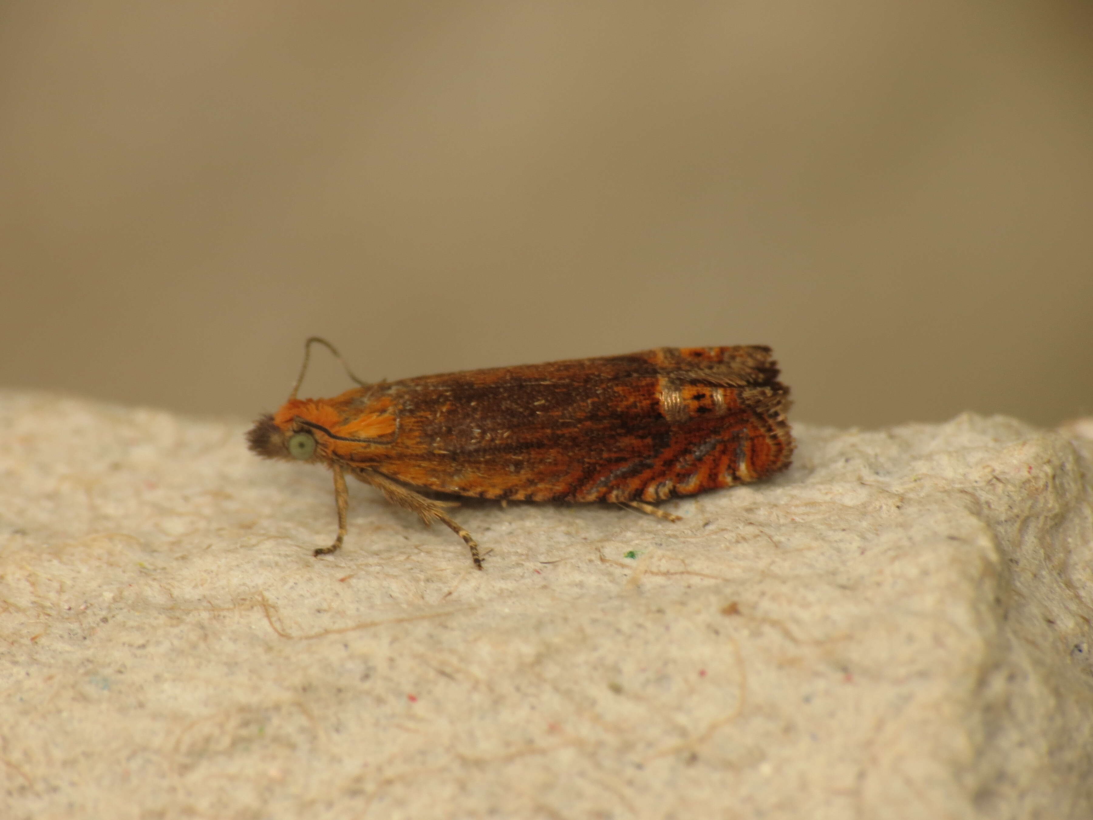 Image of Lathronympha strigana Fabricius 1775