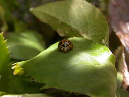 Image of Lady beetle