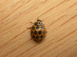 Image of Lady beetle