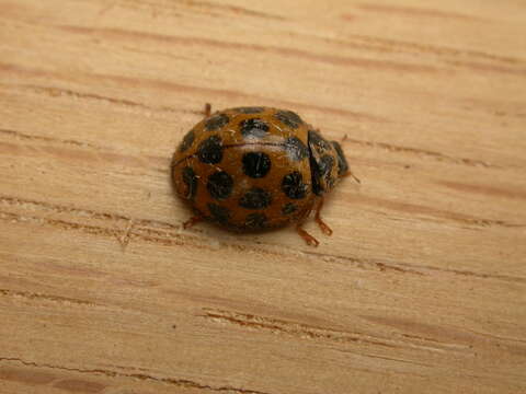 صورة Harmonia conformis (Boisduval 1835)