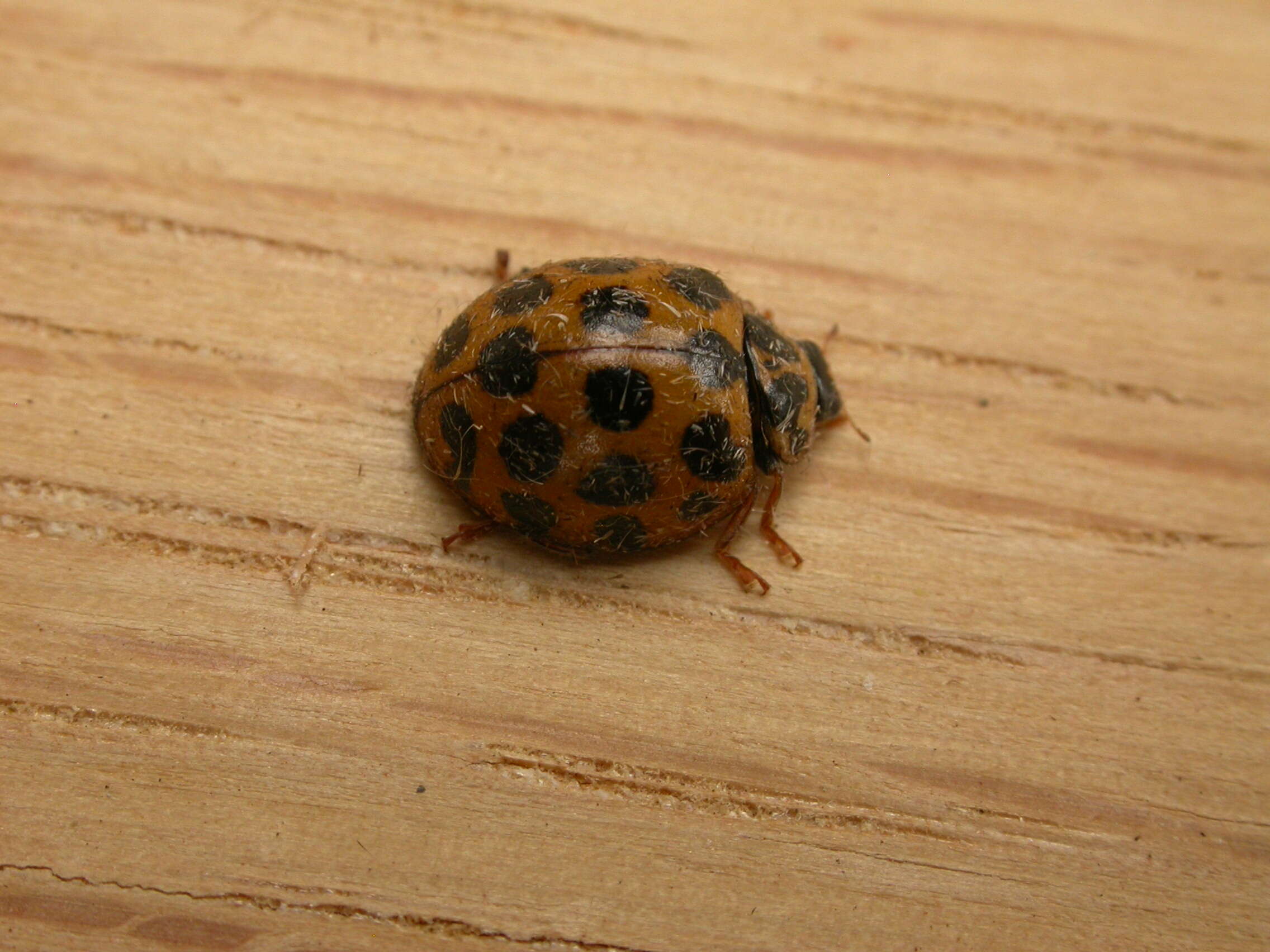 Image of Lady beetle