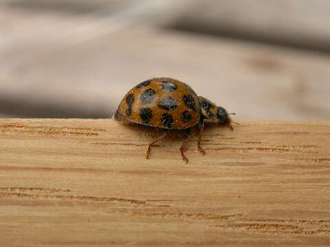 Image of Lady beetle