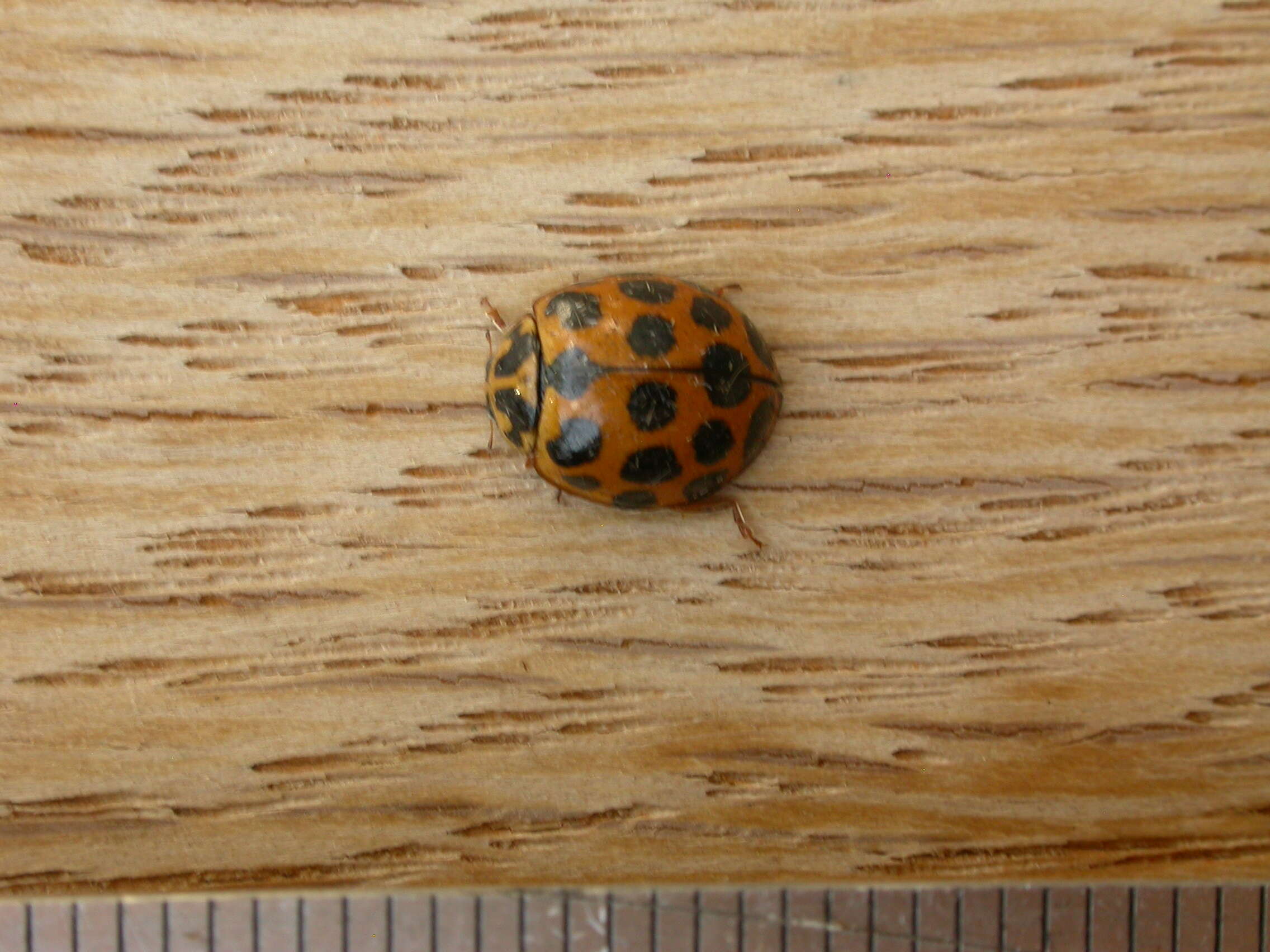 Image of Lady beetle