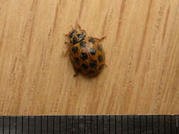 Image of Lady beetle