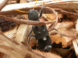 Image of Trogodendron fasciculatum