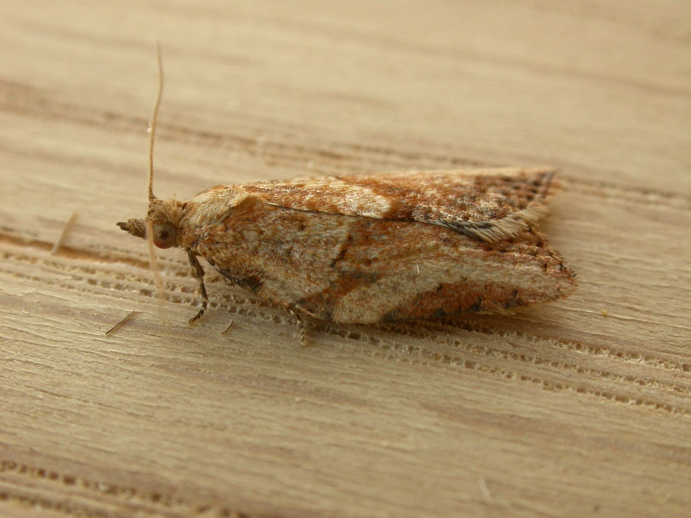 Image of Light brown apple moth